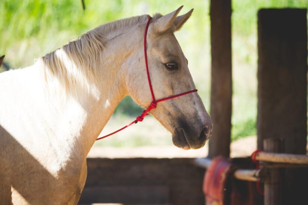 Um cavalo no celeiro do Big Valley para ilustrar post sobre os chalés em Serra Negra que aceitam pets.
