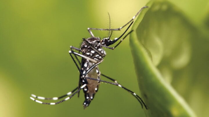 Vírus da chikungunya