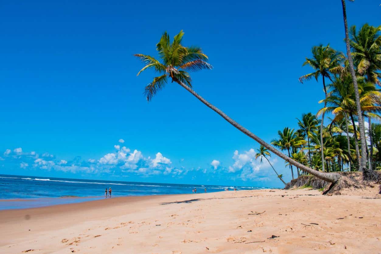 Uma praia arenosa com palmeiras espalhadas, incluindo uma inclinada sobre a areia. Um céu azul claro e oceano estão ao fundo.