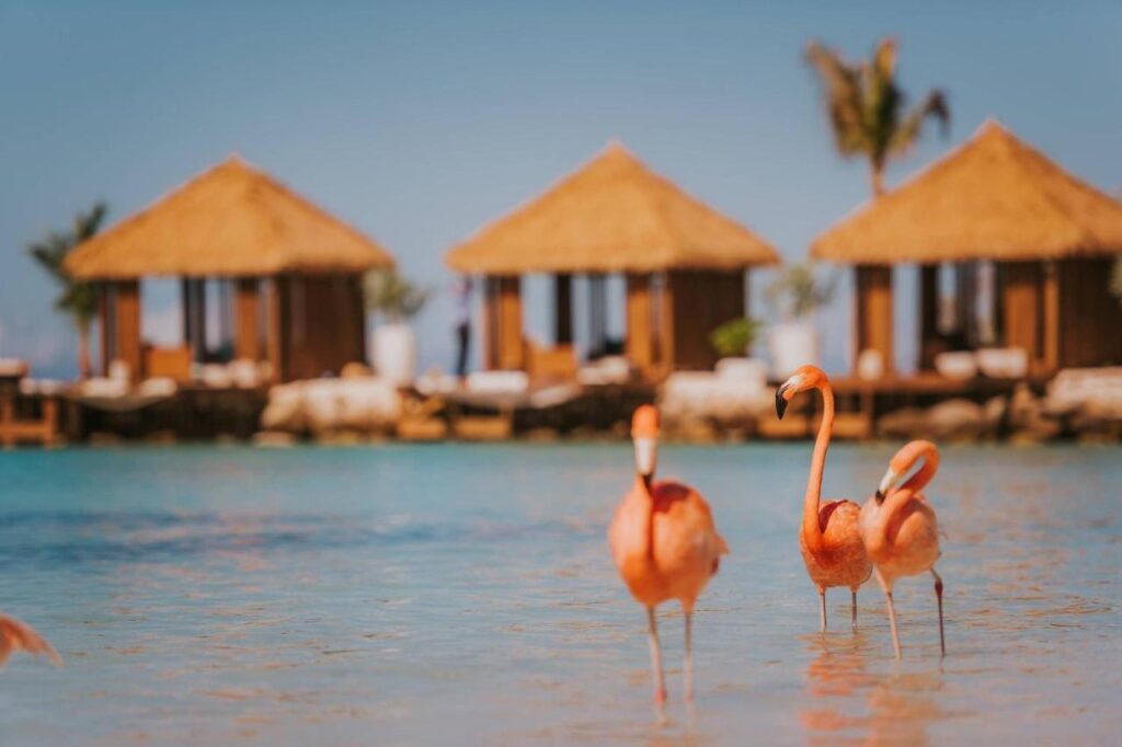 Três flamingos nadam em águas rasas com cabanas com telhados de palha e palmeiras ao fundo, sob um céu azul claro no Renaissance Wind Creek Aruba Resort. Esse é um dos melhores resorts all inclusive no Caribe.