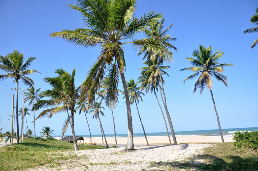 Palmeiras em uma praia em Imbassaí, de areia com céu azul e oceano ao fundo, e uma pequena cabana à esquerda.
