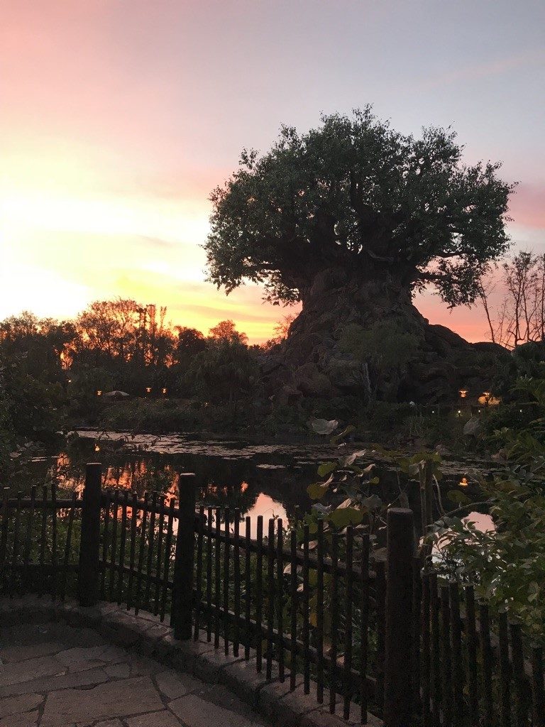 A Tree of Life com o nascer do sol - imagem linda!