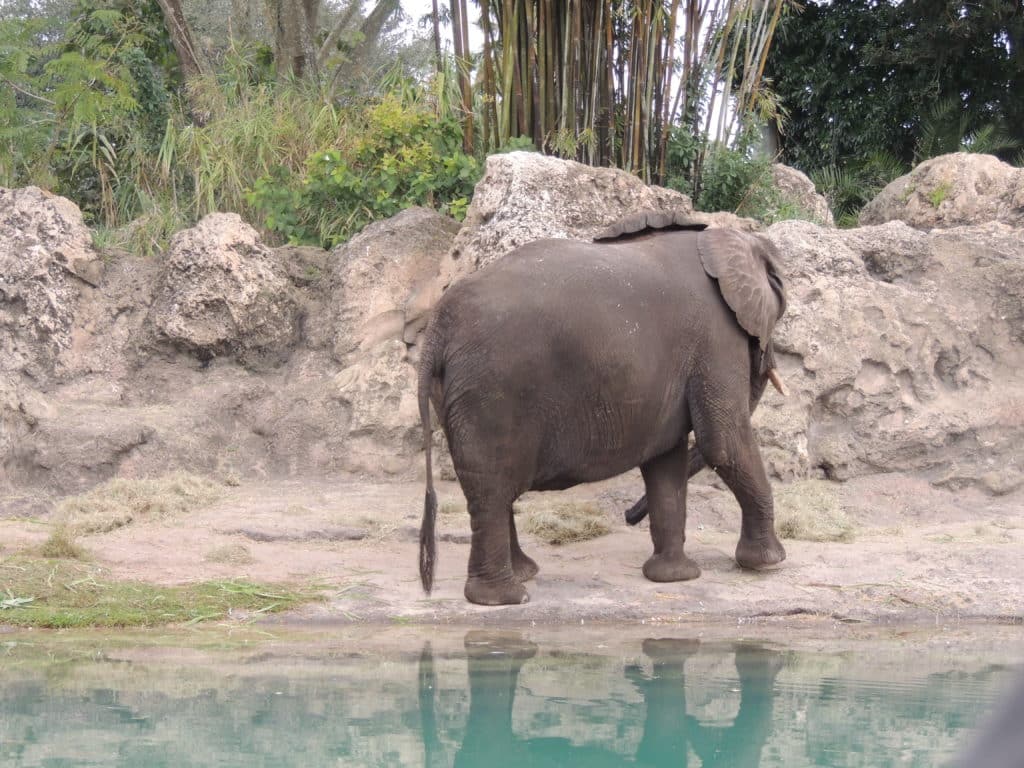 Elefante do Kilimanjaro Safari