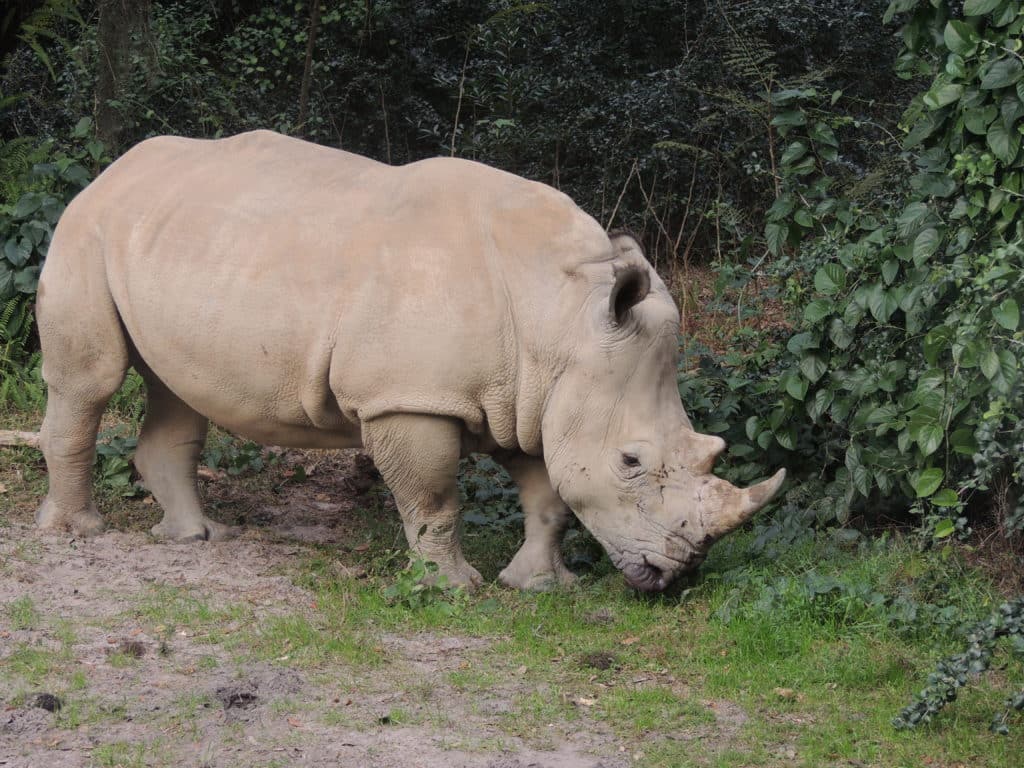Kilimanjaro Safari