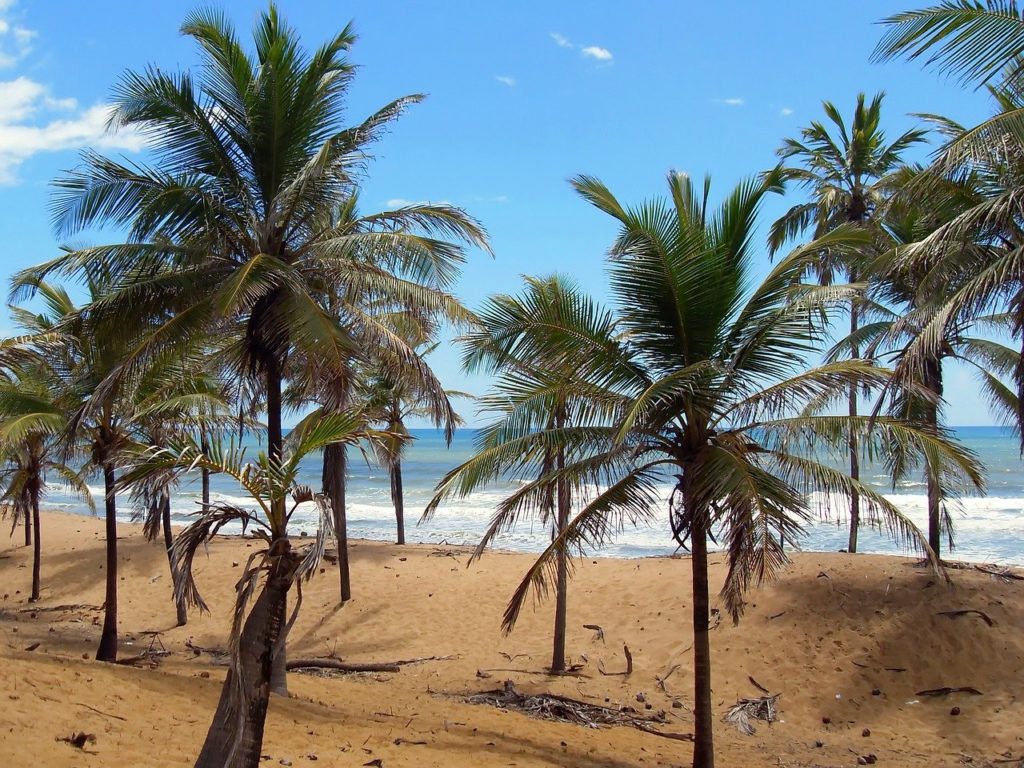 Pau Brasil em praia paradisíaca da Costa do Sauípe