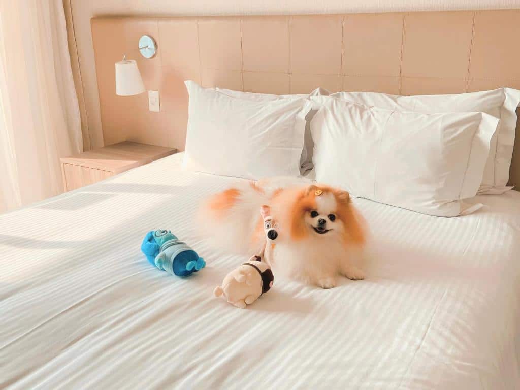 Foto da cama do hotel Staybridge Suítes São Paulo, an IHG Hotel. Um cachorrinho está sobre a cama com alguns brinquedos ao seu lado. Os lençóis e travesseiros da cama são brancos. A cabeceira da cama é em um tom bege claro, e uma mesa de cabeceira de madeira clara pode ser vista do lado esquerdo. Também há um abajur branco fixo na cabeceira, com seu interruptor debaixo. Foto para representar o post de hotéis na Faria Lima em SP.