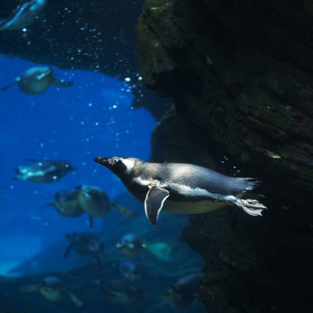 Um pinguim com outros mais atrás dentro de um aquário grande no Oceanário em Lisboa.