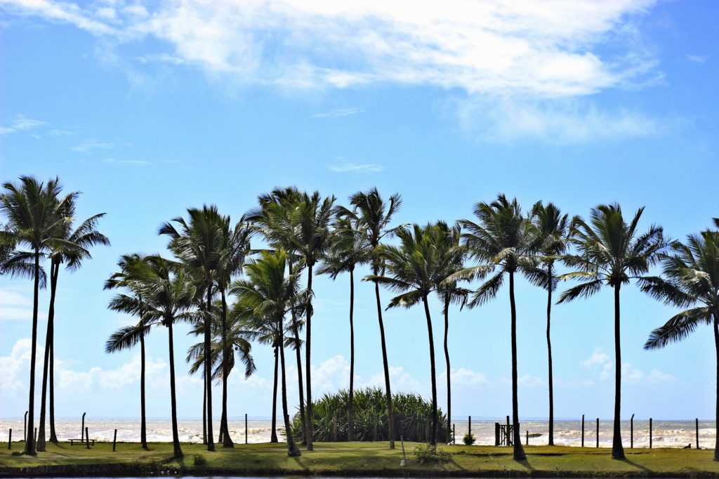 Foto de coqueiros em praia de Ilhéus