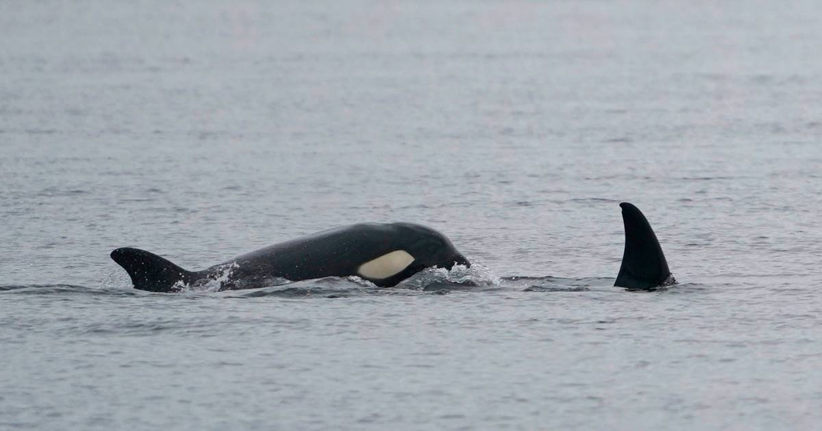 Novo incidente com orcas deixa veleiro sem leme ao largo de Vila do Conde