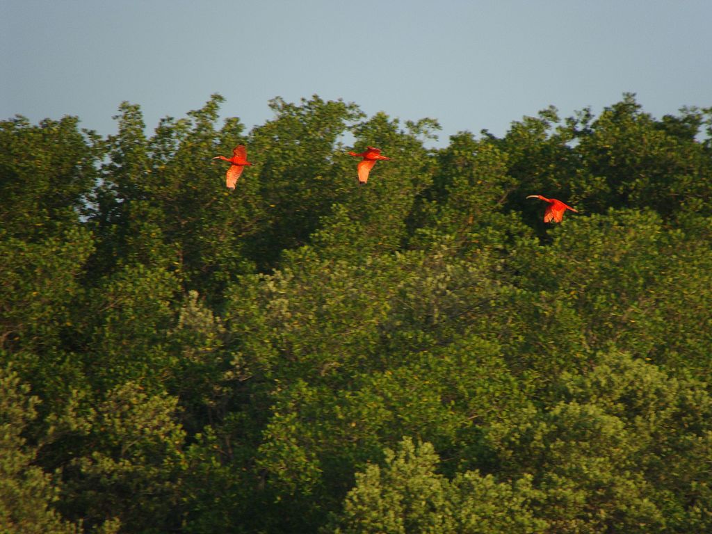 Foto de três pássaros Guará voando em meio à mata, na região do Delta do Parnaíba