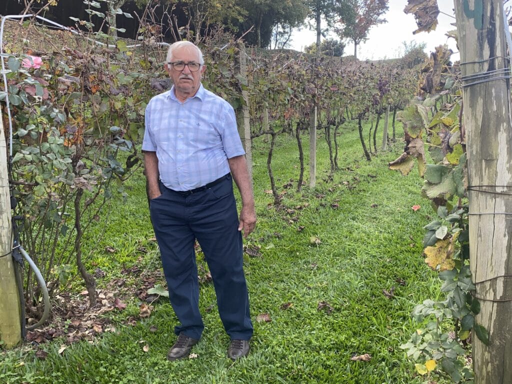 Sr. Plínio Pizzato no meio das vinhas de Merlot, que estavam secas, em período de dormência